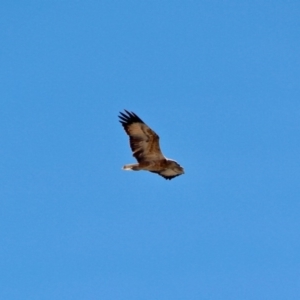 Haliaeetus leucogaster at Green Cape, NSW - 11 Mar 2018 01:07 PM