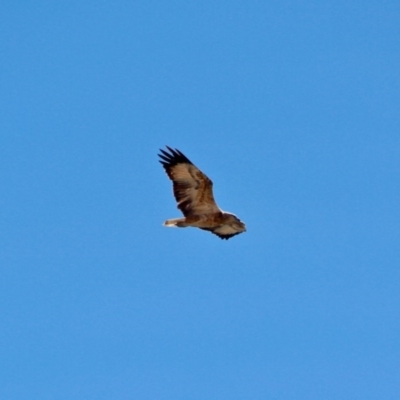 Haliaeetus leucogaster (White-bellied Sea-Eagle) at Ben Boyd National Park - 11 Mar 2018 by RossMannell