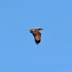 Haliaeetus leucogaster at Green Cape, NSW - 11 Mar 2018