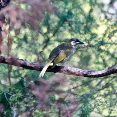 Meliphaga lewinii (Lewin's Honeyeater) at Ben Boyd National Park - 11 Mar 2018 by RossMannell