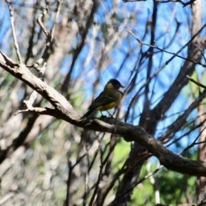 Pachycephala pectoralis at Green Cape, NSW - 11 Mar 2018