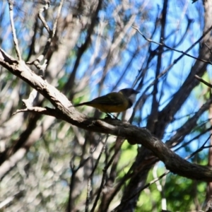 Pachycephala pectoralis at Green Cape, NSW - 11 Mar 2018