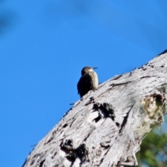 Cormobates leucophaea (White-throated Treecreeper) at Ben Boyd National Park - 10 Mar 2018 by RossMannell