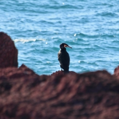 Phalacrocorax carbo (Great Cormorant) at Green Cape, NSW - 10 Mar 2018 by RossMannell