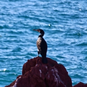 Phalacrocorax carbo at Green Cape, NSW - 11 Mar 2018