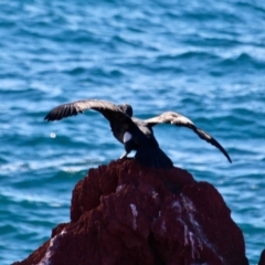 Phalacrocorax carbo at Green Cape, NSW - 11 Mar 2018