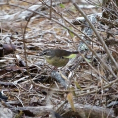 Sericornis frontalis (White-browed Scrubwren) at Ben Boyd National Park - 11 Mar 2018 by RossMannell