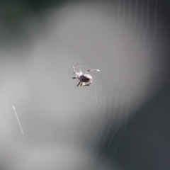 Plebs eburnus (Eastern bush orb-weaver) at Green Cape, NSW - 11 Mar 2018 by RossMannell