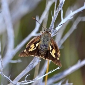 Trapezites symmomus at Green Cape, NSW - 11 Mar 2018