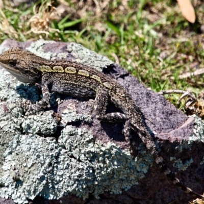 Amphibolurus muricatus (Jacky Lizard) at Ben Boyd National Park - 11 Mar 2018 by RossMannell