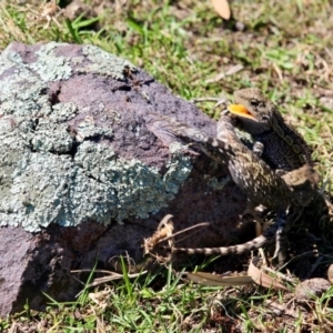 Amphibolurus muricatus at Green Cape, NSW - 11 Mar 2018