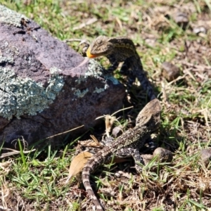 Amphibolurus muricatus at Green Cape, NSW - 11 Mar 2018