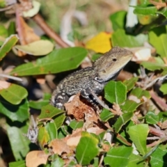 Amphibolurus muricatus at Green Cape, NSW - 11 Mar 2018 01:20 PM