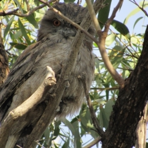 Podargus strigoides at Canberra Central, ACT - 12 Mar 2018