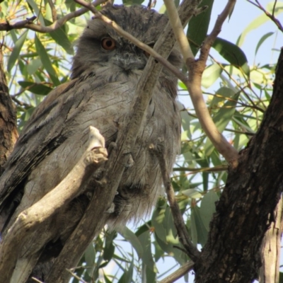 Podargus strigoides (Tawny Frogmouth) at Canberra Central, ACT - 11 Mar 2018 by KShort