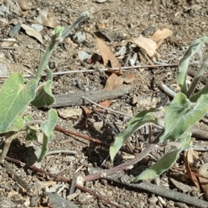 Oxypetalum coeruleum at Isaacs Ridge - 12 Mar 2018