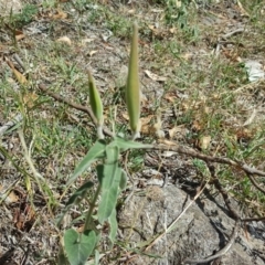 Oxypetalum coeruleum at Isaacs Ridge - 12 Mar 2018 11:18 AM