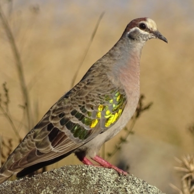 Phaps chalcoptera (Common Bronzewing) at Red Hill Nature Reserve - 11 Mar 2018 by roymcd