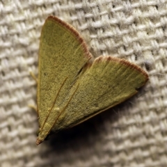 Ocrasa albidalis (A Pyralid moth) at O'Connor, ACT - 21 Feb 2018 by ibaird