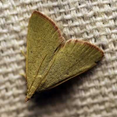 Ocrasa albidalis (A Pyralid moth) at O'Connor, ACT - 21 Feb 2018 by ibaird
