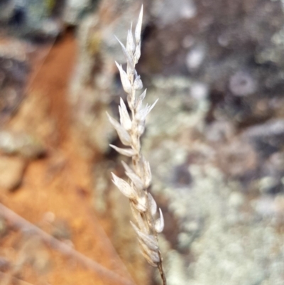 Rytidosperma sp. (Wallaby Grass) at Griffith, ACT - 11 Mar 2018 by ianandlibby1