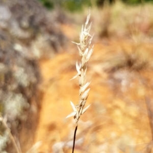 Rytidosperma sp. at Griffith, ACT - 12 Mar 2018