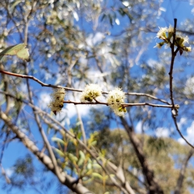 Eucalyptus stellulata (Black Sally) at Griffith Woodland - 11 Mar 2018 by ianandlibby1