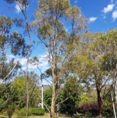 Eucalyptus stellulata at Griffith, ACT - 12 Mar 2018 12:00 AM