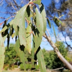 Eucalyptus stellulata at Griffith, ACT - 12 Mar 2018