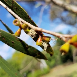 Eucalyptus stellulata at Griffith, ACT - 12 Mar 2018