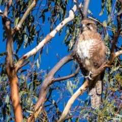 Falco berigora (Brown Falcon) at Rendezvous Creek, ACT - 8 Mar 2018 by ajc