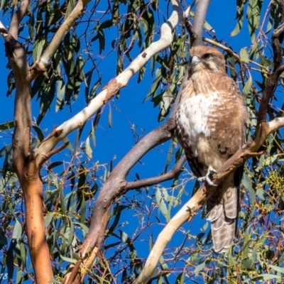 Falco berigora (Brown Falcon) at Rendezvous Creek, ACT - 8 Mar 2018 by ajc