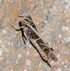 Gastrimargus musicus (Yellow-winged Locust or Grasshopper) at Paddys River, ACT - 10 Mar 2018 by KenT