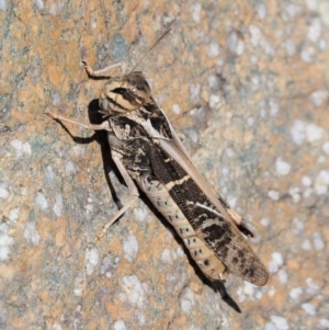 Gastrimargus musicus at Paddys River, ACT - 10 Mar 2018 11:23 AM