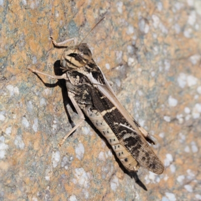 Gastrimargus musicus (Yellow-winged Locust or Grasshopper) at Bullen Range - 10 Mar 2018 by KenT