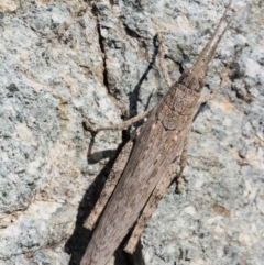 Coryphistes ruricola (Bark-mimicking Grasshopper) at Bullen Range - 10 Mar 2018 by KenT