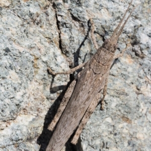 Coryphistes ruricola at Paddys River, ACT - 10 Mar 2018