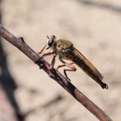 Colepia ingloria (A robber fly) at Bullen Range - 10 Mar 2018 by KenT