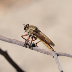 Colepia ingloria at Paddys River, ACT - 10 Mar 2018