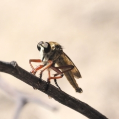 Colepia ingloria at Paddys River, ACT - 10 Mar 2018