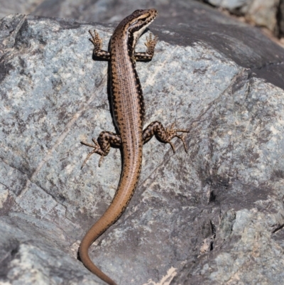 Eulamprus heatwolei (Yellow-bellied Water Skink) at Paddys River, ACT - 10 Mar 2018 by KenT