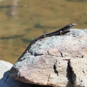 Eulamprus heatwolei at Paddys River, ACT - 10 Mar 2018 09:36 AM