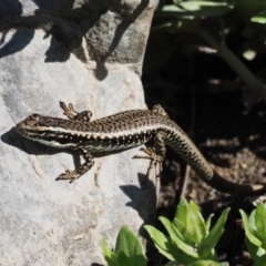 Eulamprus heatwolei at Paddys River, ACT - 10 Mar 2018