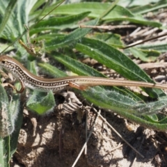 Ctenotus robustus (Robust Striped-skink) at Paddys River, ACT - 10 Mar 2018 by KenT