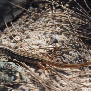 Ctenotus robustus at Paddys River, ACT - 10 Mar 2018