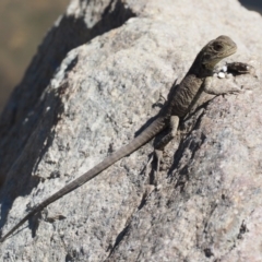 Intellagama lesueurii howittii (Gippsland Water Dragon) at Paddys River, ACT - 10 Mar 2018 by KenT