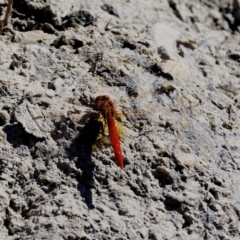 Diplacodes haematodes (Scarlet Percher) at Paddys River, ACT - 10 Mar 2018 by KenT