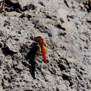 Diplacodes haematodes at Paddys River, ACT - 10 Mar 2018 10:17 AM