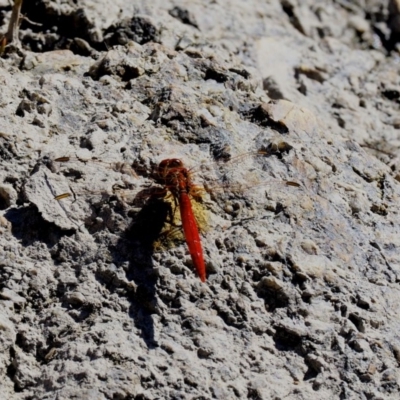 Diplacodes haematodes (Scarlet Percher) at Paddys River, ACT - 9 Mar 2018 by KenT