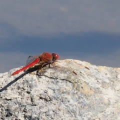 Diplacodes haematodes at Paddys River, ACT - 10 Mar 2018 10:17 AM